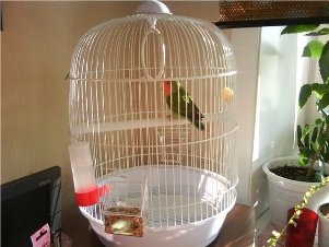Рекомендации орнитологов по выбору клетки для попугая